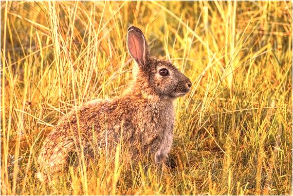 夢到手被狗咬傷好不好_周公解夢官網