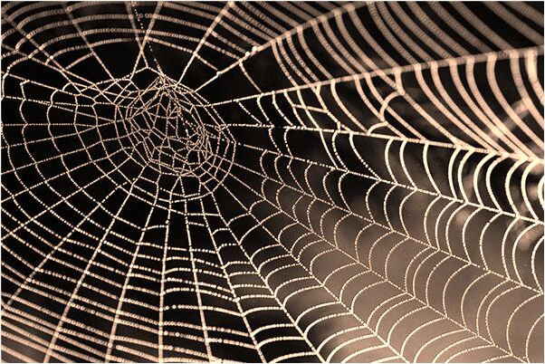 夢到黃色的毒蛇有什麼說法_周公解夢官網