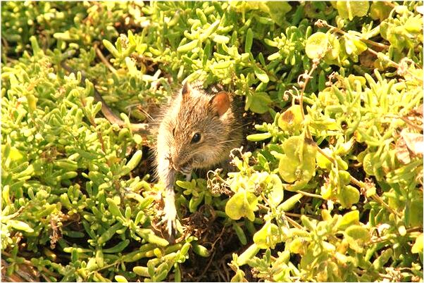 夢到了牙齒被蟲子吃空了怎么說_周公解夢官網
