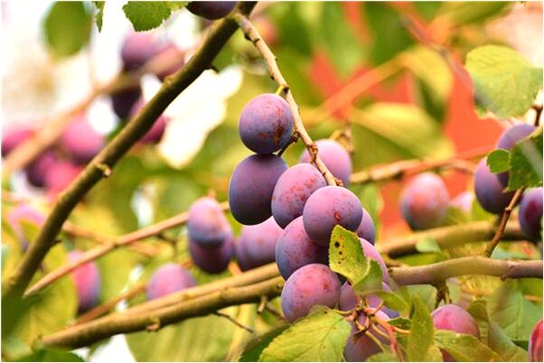 夢見抓住了蛇預示了什麼_周公解夢官網