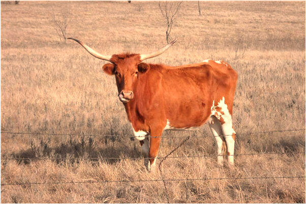 夢到了男人喜歡什麼樣的女人會怎么樣_周公解夢官網