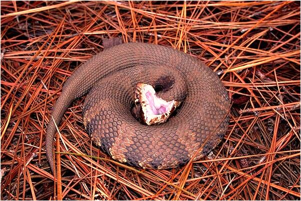 夢到了例假染紅衛生紙有什麼意義嗎_周公解夢官網