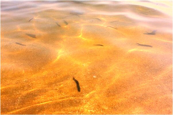 夢到了吃飯吃出指甲預示什麼_周公解夢官網