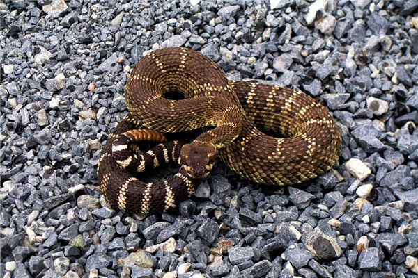 男人夢見被蛇咬_周公解夢