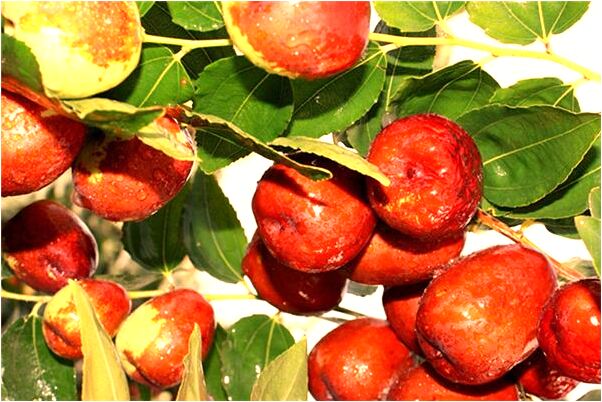 夢到死去的親人手摸我因道的預兆_周公解夢官網