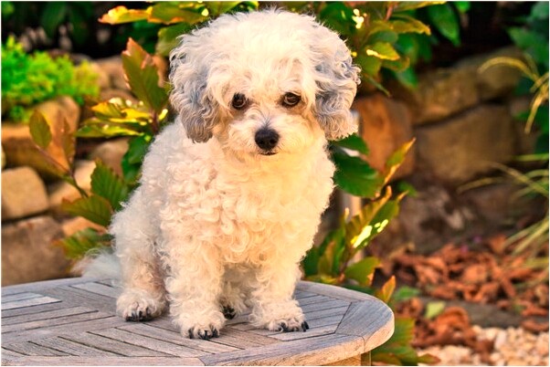 夢到撿了個小孩是什麼預兆_周公解夢官網