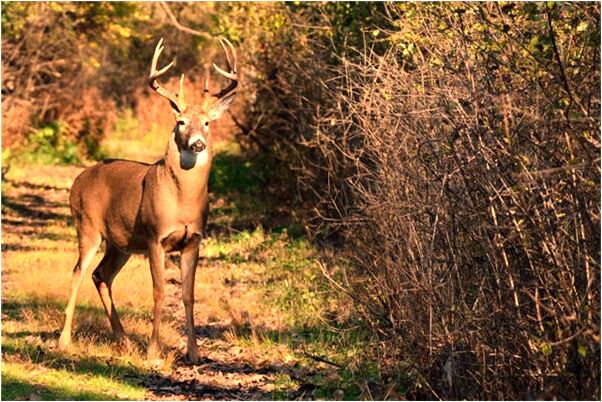 夢見海里有條死魚會有什麼預兆_周公解夢官網