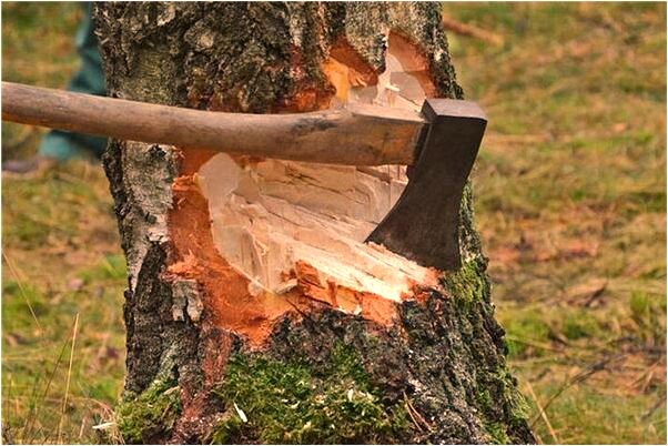 夢到了滿地是桃子仁是好事還是壞事_周公解夢官網