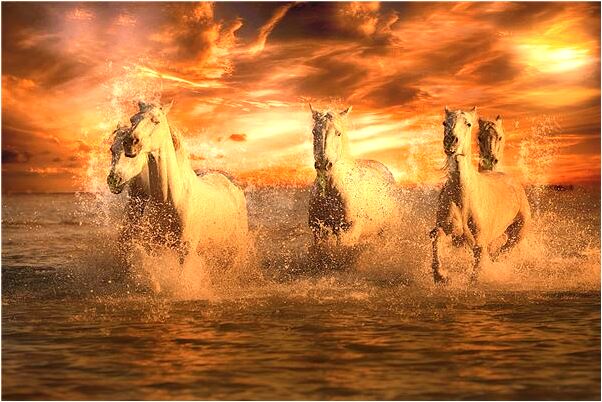 夢到了被寵物殺死預兆了什麼嗎_周公解夢官網