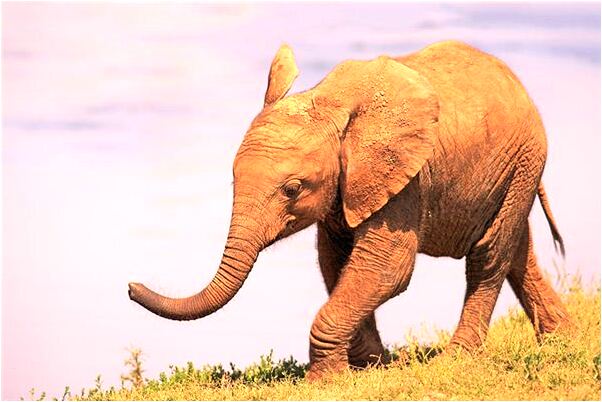 夢到給狗拍照有什麼意思嗎_周公解夢官網