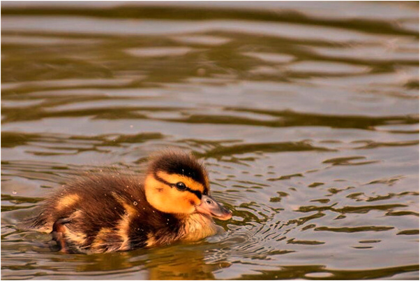 夢到結滿桃的桃樹是咋回事_周公解夢官網