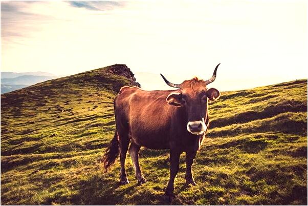 夢見開別人車車壞了好不好_周公解夢官網