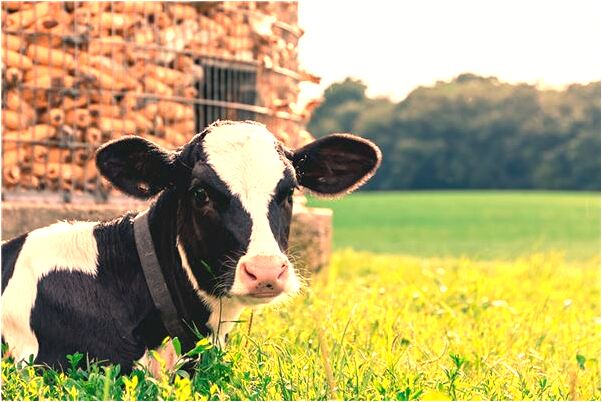 夢見壓到一路的蛇意味著什麼_周公解夢官網