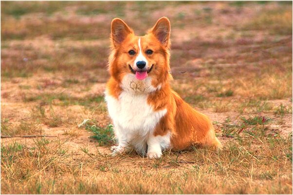 夢到了驢蒙著眼睛預示什麼_周公解夢官網