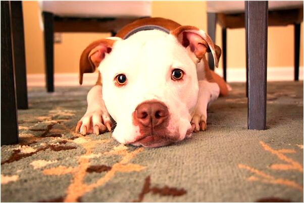 夢見吃飯時姐姐買單會有什麼預兆_周公解夢官網