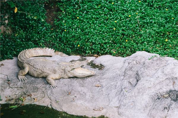夢見鱷魚會發財_周公解夢