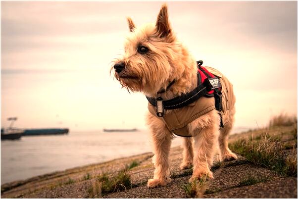 夢到和尚圓寂和要殺我代表著什麼？_周公解夢官網