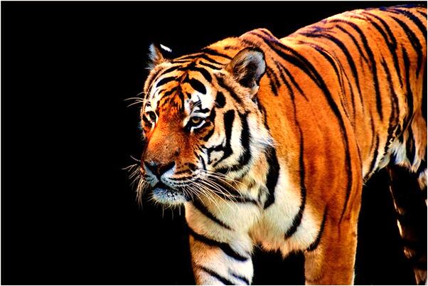 夢見親人被你撞什麼預兆_周公解夢官網