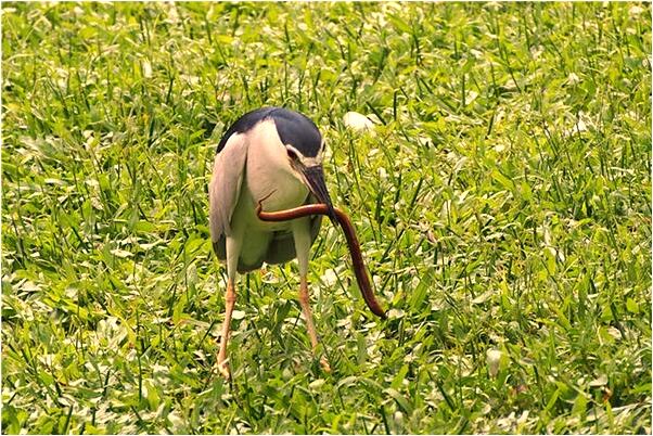 夢見狗吃麻雀是不是好的徵兆呢_周公解夢官網
