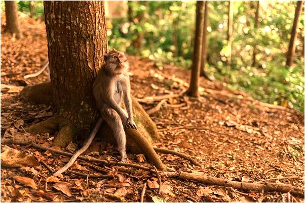 夢到和同事娛樂是凶兆還是吉兆_周公解夢官網