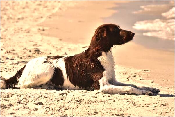 夢到被馬蜂蜇有什麼預兆_周公解夢官網