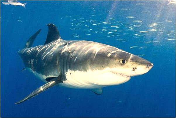 夢到廁所水往上升快滿了代表什麼_周公解夢官網