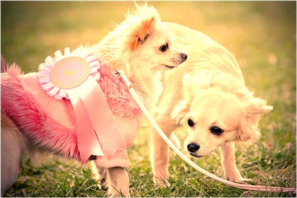 夢到幫親戚修手機什麼寓意_周公解夢官網