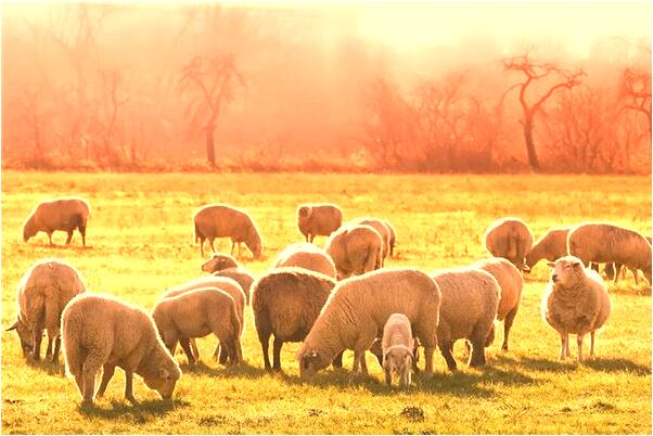 夢到抓大花蛇是啥意思_周公解夢官網