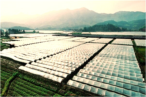 夢到抱著狐狸咬著我甩掉預示什麼_周公解夢官網