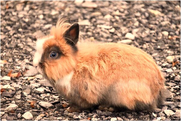 夢見喜歡我的人無視了我有什麼寓意嗎_周公解夢官網