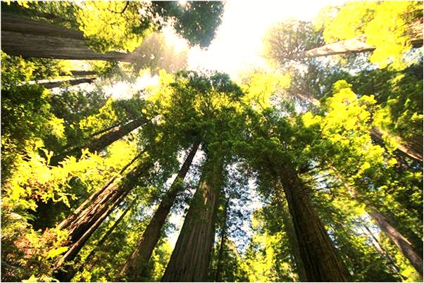 夢到了一個小男孩是我親弟弟有什麼說法_周公解夢官網