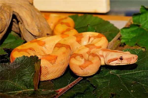 夢到巨蟒是什麼意思_周公解夢