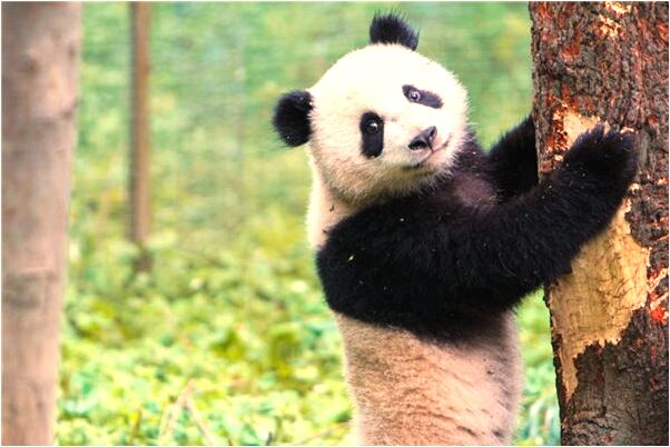 夢到了我和老公一起摘菜是不是好的徵兆呢_周公解夢官網