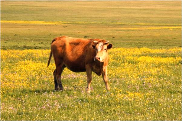 夢到龍騰虎躍是好是壞_周公解夢官網