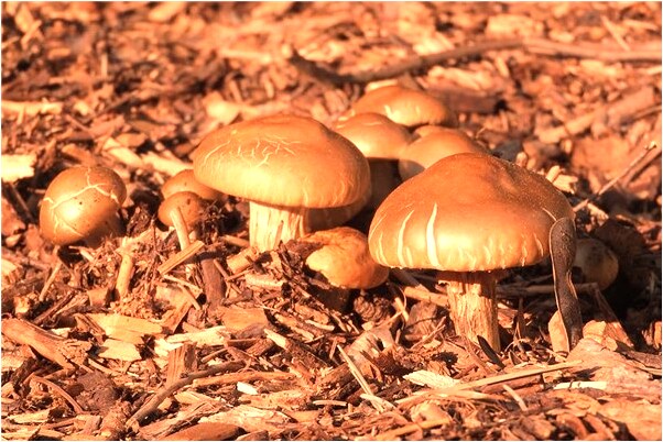 夢見得小費是不是好的徵兆呢_周公解夢官網