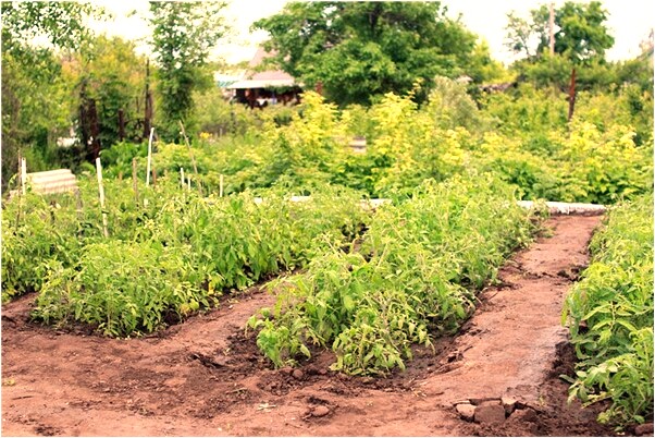 夢見沒見下雪有什麼說法_周公解夢官網
