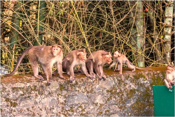 夢見天貓網代表著什麼_周公解夢官網