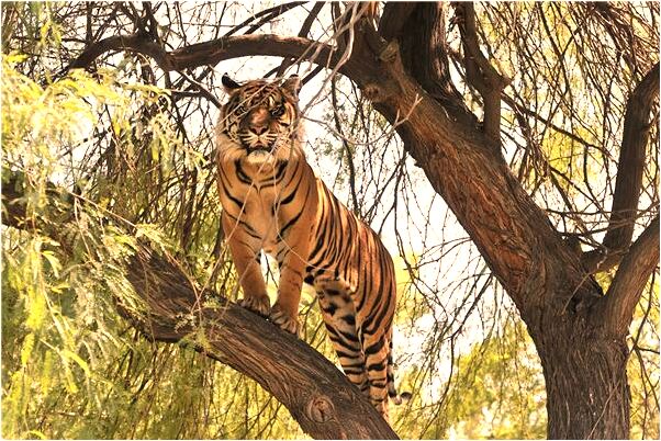 夢到被猴子咬手是什麼預兆_周公解夢官網