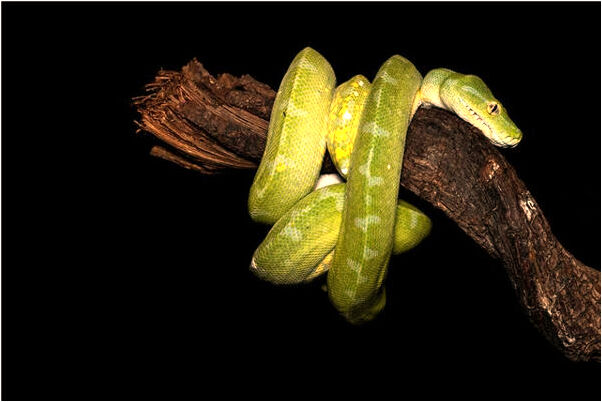 夢到雙手食指中指無名指斷有什麼寓意嗎？_周公解夢官網