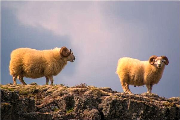 夢到了跟老公一起趕車沒趕上預示著什麼_周公解夢官網