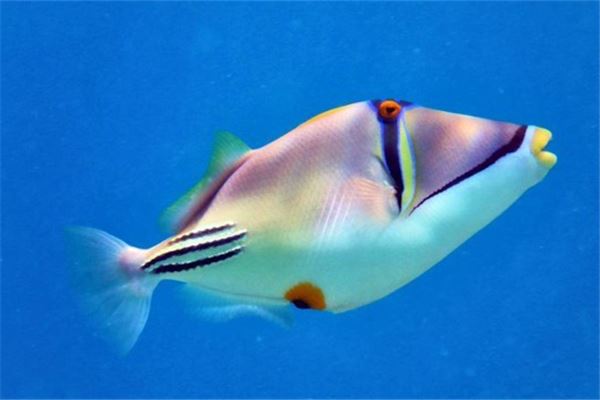 夢見奇怪的魚_周公解夢