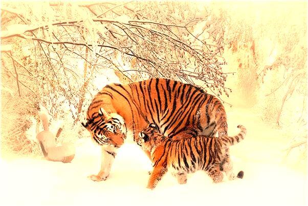 夢到盆栽開花預示了什麼_周公解夢官網