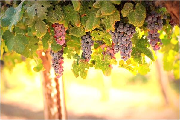 夢見說人話的小貓纏著我意味著什麼_周公解夢官網