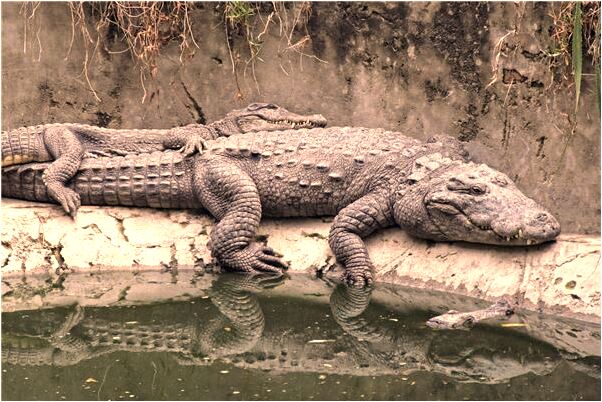 夢到了和最討厭的人吵架有什麼寓意嗎_周公解夢官網