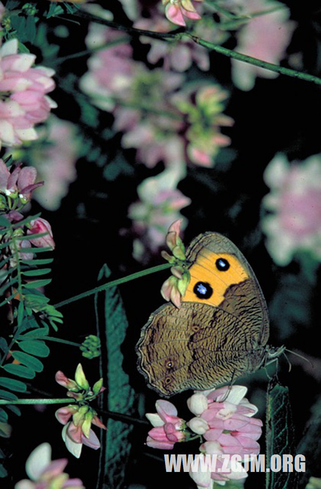 夢見被人嘲笑_周公解夢夢到被人嘲笑是什麼意思_做夢夢見被人嘲笑好不好_周公解夢官網