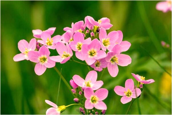 夢見老妹妹小時候預示什麼_周公解夢官網