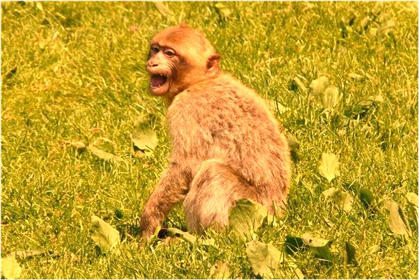 夢到女人私處照片是什麼意思_周公解夢官網