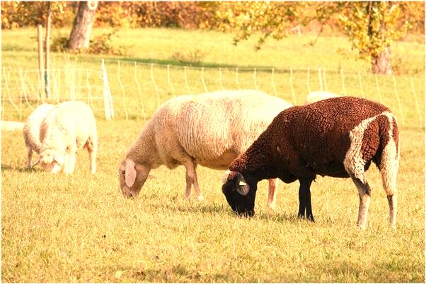 夢見半紅半青的棗代表著什麼_周公解夢官網