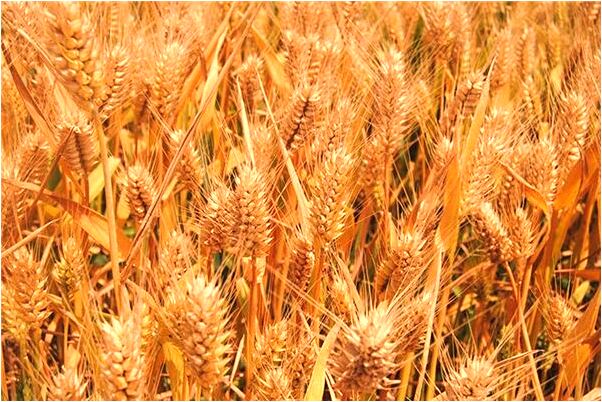 夢到和剛認識的男人上飯店有什麼意義嗎_周公解夢官網