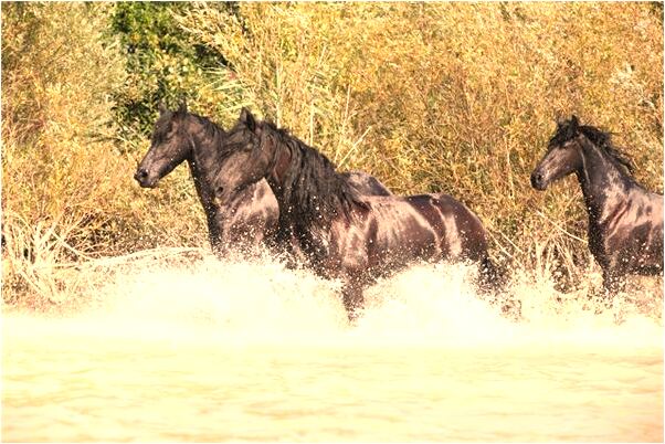 夢到先下雨後出現龍什麼寓意_周公解夢官網